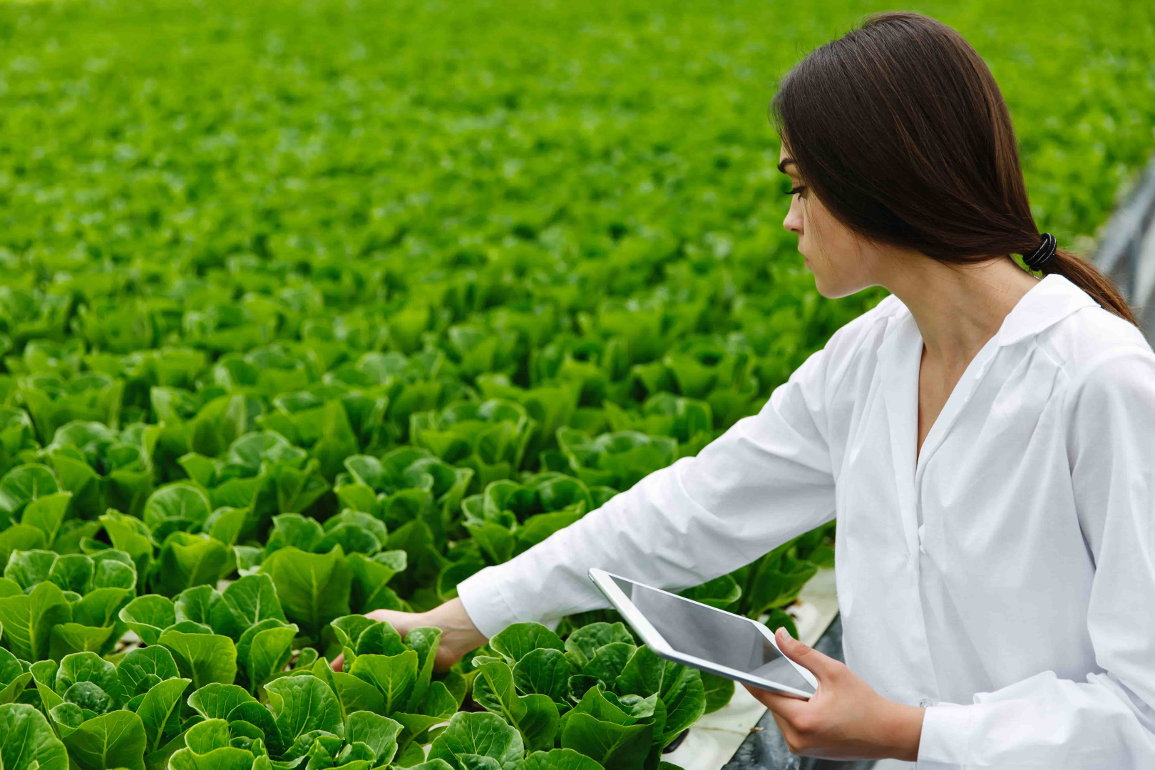 woman-white-laboratory-robe-examines-salad-cabbage-greenhouse-using-tablet (1).jpg